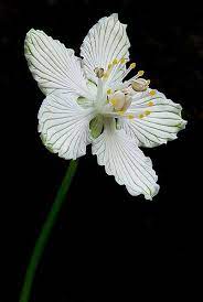 Grass Of Parnassus By Scott Reeves Beautiful Flowers Unusual Flowers Amazing Flowers