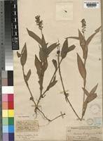 Image result for Aneilema spekei