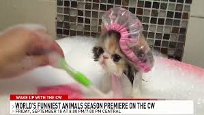 Here, we collected a list of some most funny images. World S Funniest Animals Ksnv