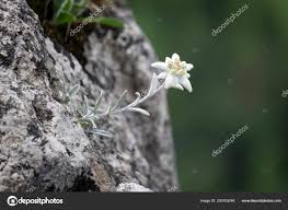 2 156 Edelweiss Stock Photos Free Royalty Free Edelweiss Images Depositphotos
