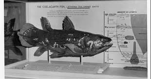 Image result for Coelachyrum