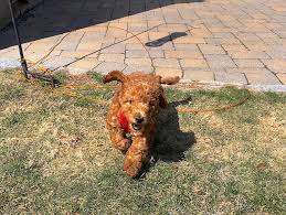 We did not find results for: Emergency Pet Fund Why You Should Save For Unexpected Expenses