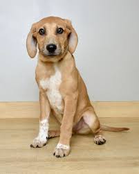 Thomas M Sorrentino"