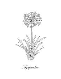 Check out our black plant drawing selection for the very best in unique or custom, handmade pieces from our shops. Agapanthus Flower Botanical Drawing Black And White Drawing By Irina Sztukowski