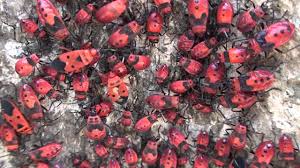 Here, we report on the localization and the transmission route of the specific actinobacterial symbiont coriobacterium glomerans from the gut of the red firebug, pyrrhocoris apterus (hemiptera: Pyrrhocoris Apterus Insects Colony Youtube
