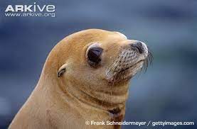 Japanese Sea Lion California Sea Lion Zalophus Californianus Sea Lion Mammals Japanese Sea