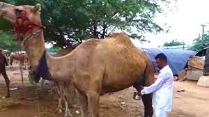 In some areas they are kept for their milk as they can produce more milk from poor. Mustwatchthis Drinking Camel S Milk Fresh Camel Milk Healthy Streetfood Youtube