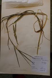 Image result for Echinochloa ugandensis