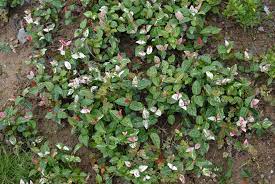Check spelling or type a new query. Trachelospermum Asiaticum Asian Star Jasmine Asiatic Jasmine Yellow Star Jasmine North Carolina Extension Gardener Plant Toolbox