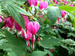 These plants need a full 1 inch of water each week, either through rainfall or irrigation. How To Grow And Care Bleeding Hearts Plant Growing Bleeding Heart In Pot