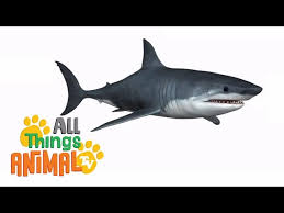 Jul 13, 2021 · the whale shark is the world's largest shark. Let S Learn About Sharks English Esl Video Lesson