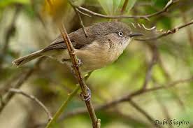 Image result for Newtonia