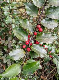 Pruning also encourages production of new berries which is important. Pruning The Holly The Martha Stewart Blog