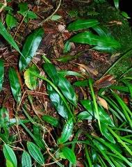 Image result for Elaphoglossum lancifolium