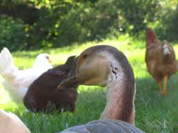 These can vary from getting their eggs, to keeping them as pets, to using them as natural weeding tools.all in all, it is rather fun to have them on your land, and to… Why Geese Are Good Guard Animals Hello Homestead