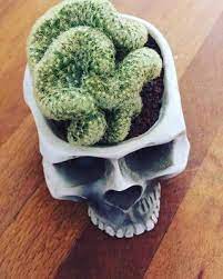 The skull and brain were obtained from different anatomical microct scans (skull) or histological sectioning (brain). Brain Cactus