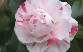 My Favorite La Peppermint Camellia Japonica Camellia Flower Vases Flowers