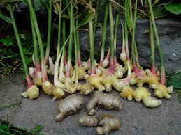 Comment Je Cultive Le Gingembre Au Quebec Julie Briere In 2020 Horticulture Plants Ginger