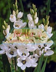 There is a good botany lesson to be found in food on our plate, which may include a few. Giant White Ixias Spring Bulbs Flower Bulbs Fiesta Bulb Marketing
