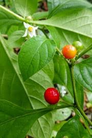Image result for Solanum torreanum