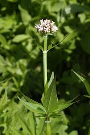 Image result for Valeriana