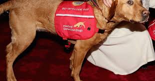 It can originate in the lymph nodes, bone marrow, or organs like the spleen. Can Dogs Smell Cancer In Humans Research And Diagnosis