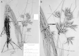Image result for Cyperus sp. (ex Mariscus sp.no.2)