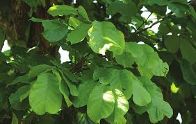 Image result for Markhamia tomentosa