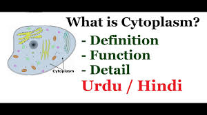 Cytoplasm is the fluid that fills cells and serves several important functions. What Is Cytoplasm Function Of Cytoplasm Urdu Hindi Youtube