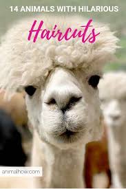 Pin On Funny Animal Pictures
