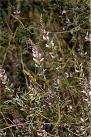 Image result for Indigofera paniculata