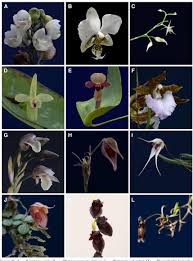 Image result for Microcharis annua