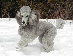 Standard poodles in northern california. Pin By Samantha Allen On The Standard Poodle Dog Standard Poodle Cute Dogs