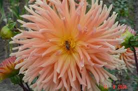 Image result for Dahlia sp. (cultivar)