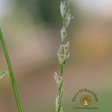 Image result for Dinebra