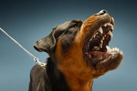 Cani nei luoghi pubblici legge 2015. Come Reagire All Attacco Di Un Cane E Come Evitarlo Il Salvagente