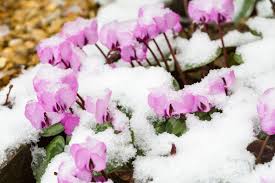 Toño, archivo.infojardin.com in colder regions of the northern hemisphere, the flowering season is either over for the season or coming to an end. Top 60 Beautiful Winter Flowers With Names And Pictures Florgeous