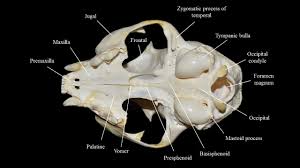 The skeleton is composed of the hard tissues of the body. Cat Skull Atlas Of Comparative Vertebrate Anatomy