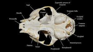 The cat's vertebrae are not as tightly connected as those of the human spine, allowing greater elasticity in the disks between the bones and making it much more flexible. Cat Skull Atlas Of Comparative Vertebrate Anatomy