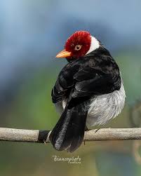 Image result for Burttia prunoides