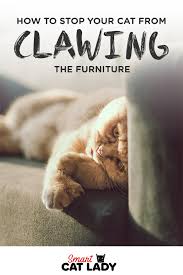 Is Your Cat Clawing One Of Your Expensive Leather Furniture Read Here To Find Out How You Can Stop Your Cat From Catching Or Claw In 2020 Cats Cat Care Tips