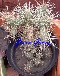 Para cada causa más profunda, continúe tratando de. Cactus Que Especie Te Deja Con Un Dolor Estilo Morado Algo Hinchado Cuando Pincha