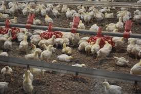 The Farmer Feeds Us All