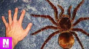 Allein 8 der 10 giftigsten schlangen der welt leben hier, genauso wie die giftigste spinne der welt. Die 10 Grossten Spinnen Der Welt Youtube