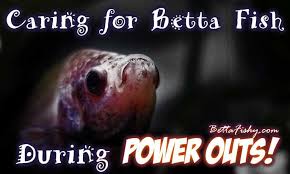 Learning How To Care For A Betta Fish During An Emergency Like A Power Outage Before It Happens Can Save Your Betta S Life Betta Betta Fish Betta Fish Care