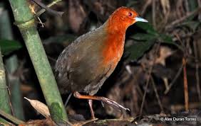 Bird With No Feathers On Neck Chestnut Headed Crake In 2020 Chestnut Birds Headed