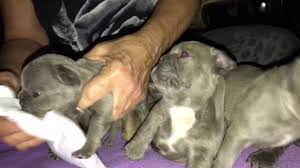 It is a red membrane that rolls across the eye and might make your frenchie look like he's. French Bulldogs With Red Glowing Eyes Lilac Youtube