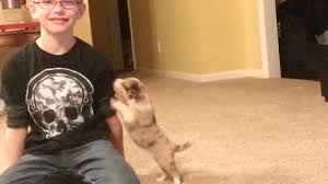 We did not find results for: Grace 4 Week Old Red Merle Border Collie Puppy Youtube