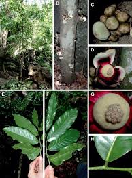Image result for Uvariodendron