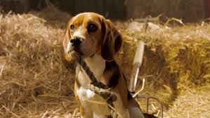 Watch cats & dogs full movie online fmovies123. Cats Dogs Is Cats Dogs On Netflix Flixlist